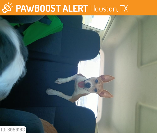 Found/Stray Male Dog in Houston, TX 77065 (ID 8059103) PawBoost