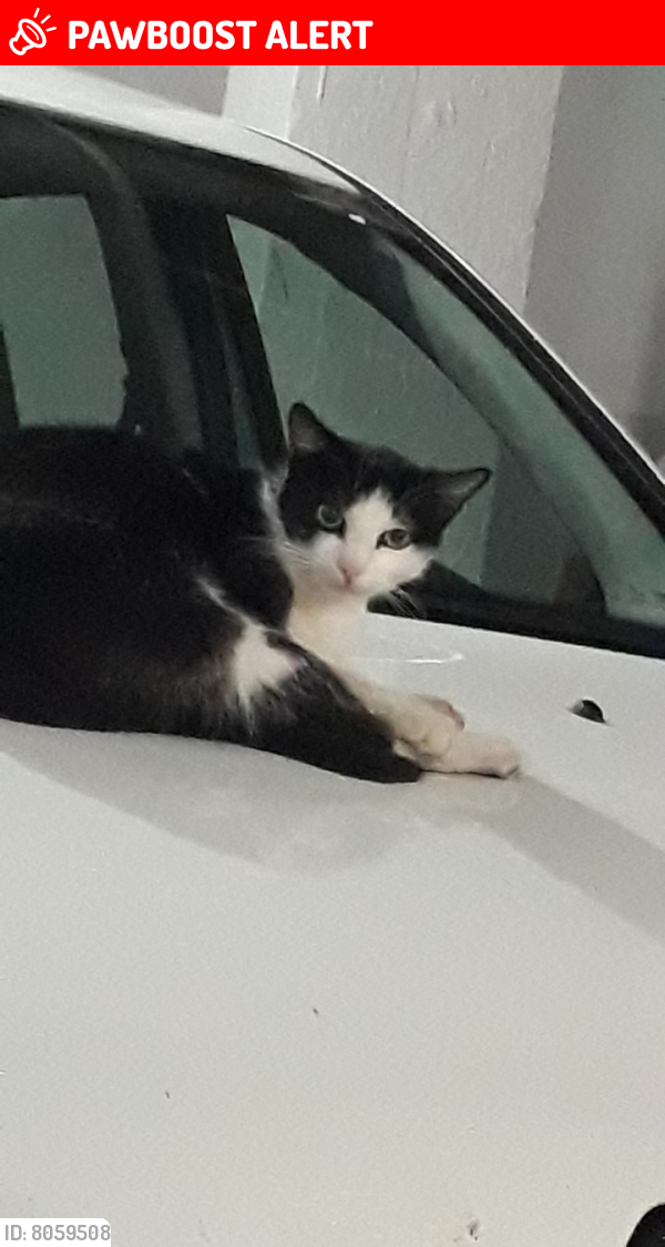 Lost Female Cat last seen Rua Demétrio Ribeiro, Centro Histórico, Porto Alegre, Centro Histórico, RS 90010-313