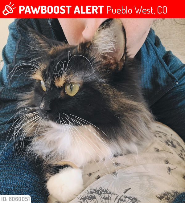 Lost Female Cat last seen N McClave & E McClave (neighborhood near Fire Station #3), Pueblo West, CO 81007