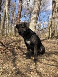 Lost Male Dog last seen Luke st & St.Anne st in Christmas , Orange County, FL 32828