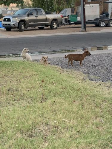 Found/Stray Female Dog last seen 17st & Osborn , Phoenix, AZ 85016