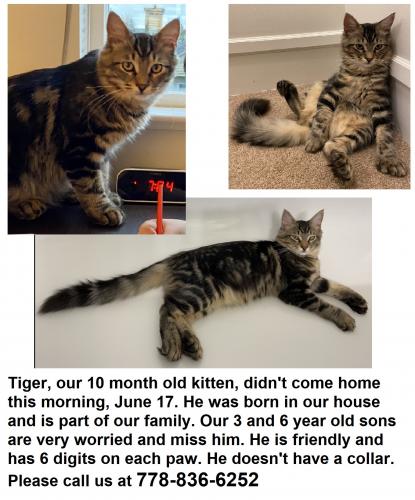 Lost Male Cat last seen Tobruck , North Vancouver, BC V7P 3M3