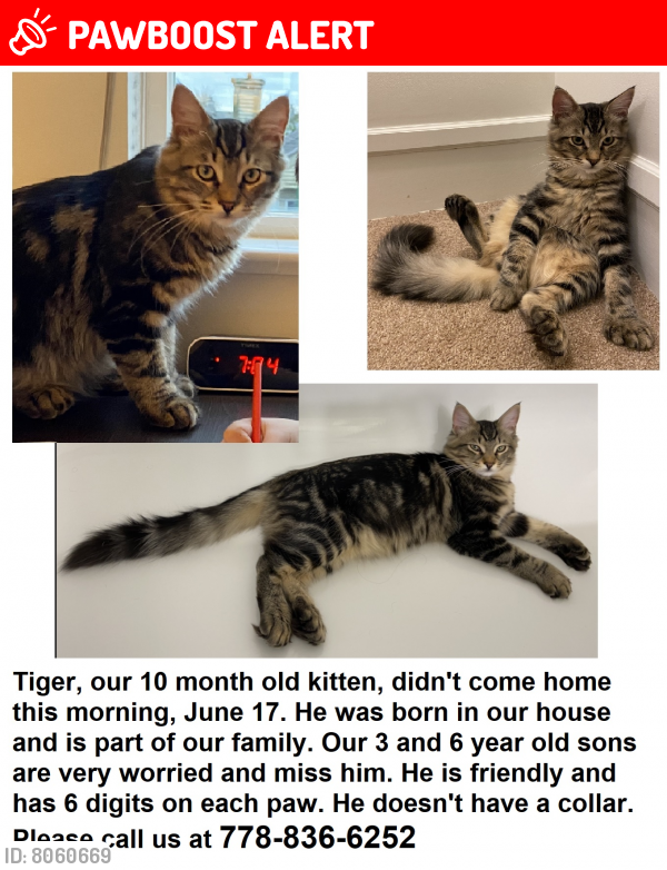 Lost Male Cat last seen Tobruck , North Vancouver, BC V7P 3M3