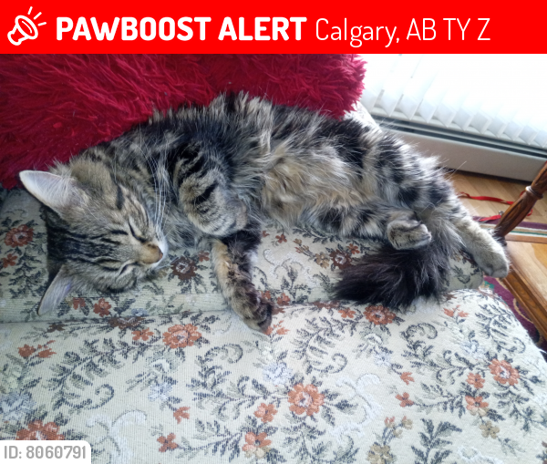 Lost Female Cat last seen Somerset bridlewood station , Calgary, AB T2Y 3Z8