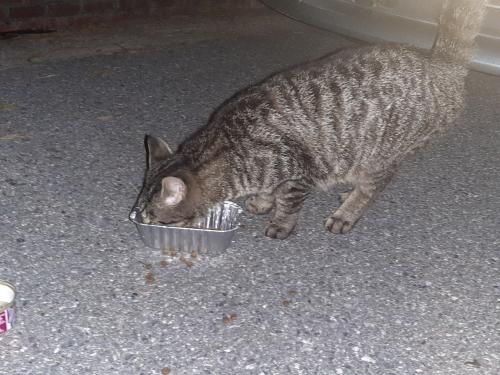Found/Stray Unknown Cat last seen Annapolis & Fenor, Lansdowne, MD 21227