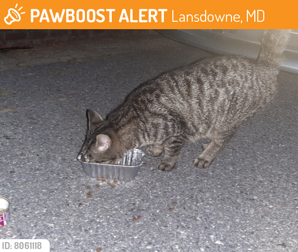 Found/Stray Unknown Cat last seen Annapolis & Fenor, Lansdowne, MD 21227