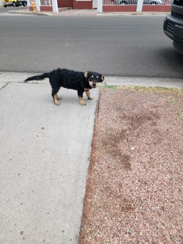 Found/Stray Male Dog last seen 29th Ave And Rose LN, Phoenix, AZ 85017