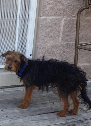 Lost Male Dog last seen 65th Harvard Ave, Chicago, IL 60621