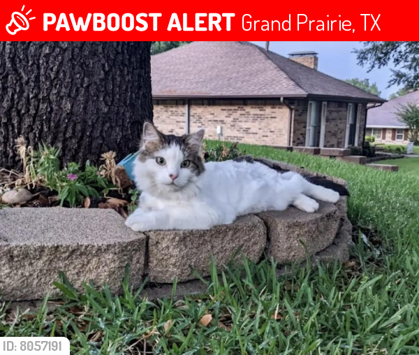 Lost Female Cat last seen Birchwood Lane Grand Prairie, TX 75050, Grand Prairie, TX 75050