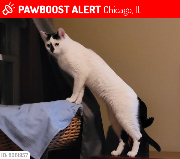 Deceased Male Cat last seen Midway, Chicago, IL 60632