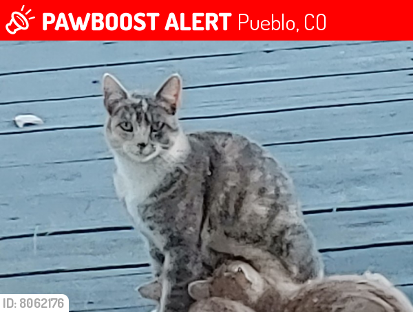 Lost Female Cat last seen 30th Lane, Pueblo, CO 81006