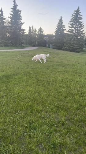 Found/Stray Male Dog last seen Park near Fresno place northeast , Calgary, AB T1Y