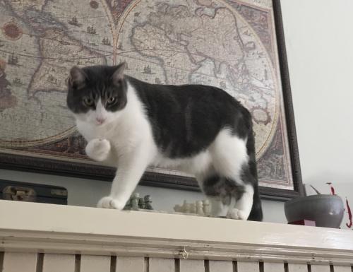 Lost Male Cat last seen 39th and carnarvon , Vancouver, BC V6N 2Z7