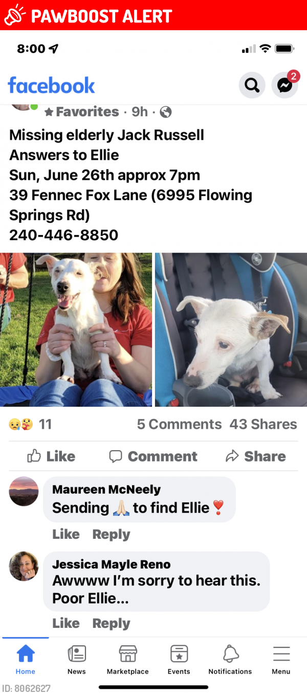 Lost Female Dog last seen Fennec Fox Lane & Flowing Springs, Jefferson County, WV 25442