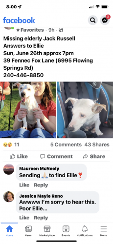 Lost Female Dog last seen Fennec Fox Lane & Flowing Springs, Jefferson County, WV 25442