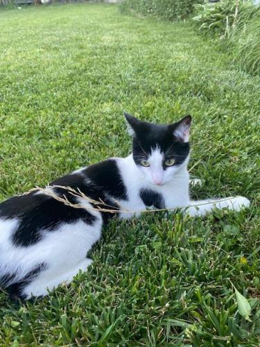 Lost Female Cat last seen 5th Rd. S and Carling Spring, Arlington, VA 22204
