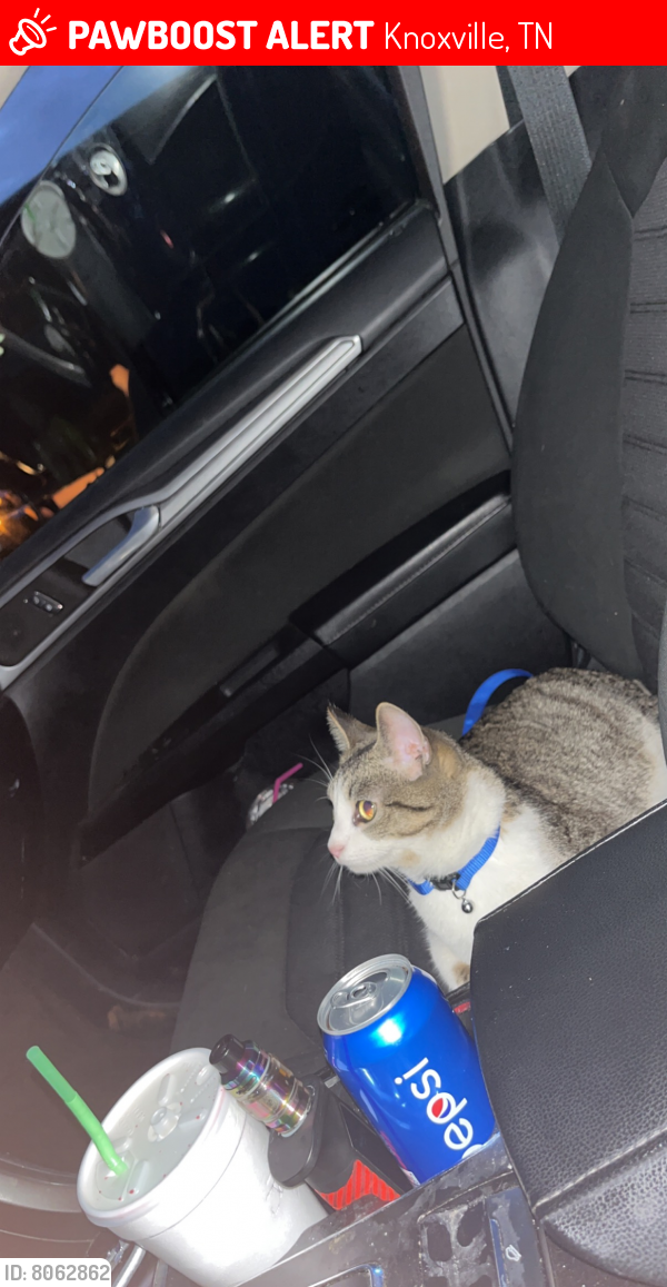 Lost Cat in Knoxville, TN 37920 Named Poseidon (ID 8062862) PawBoost