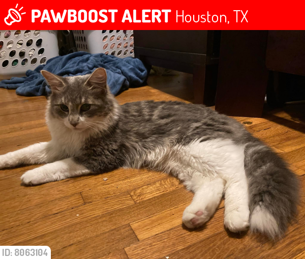 Lost Male Cat in Houston, TX 77091 Named Gus (ID 8063104) PawBoost