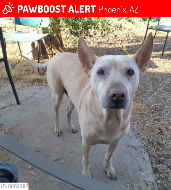 Lost Male Dog last seen Camelback and Indian school, Phoenix, AZ 85017