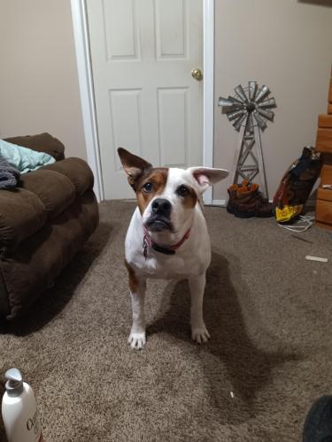 Lost Female Dog last seen Wagon mount New Mexico, Clines Corners, NM 87056