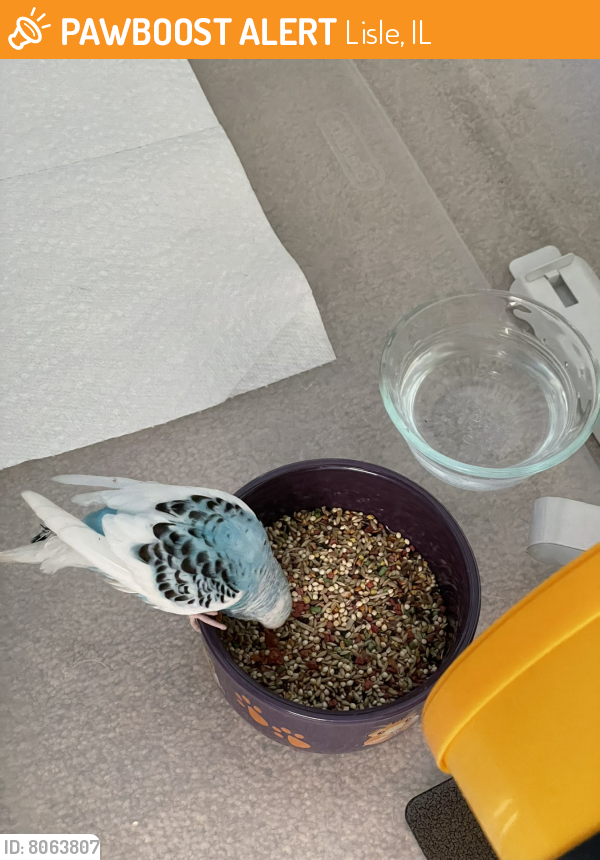 Found/Stray Unknown Bird last seen Maple and 53 road, Lisle, IL 60532