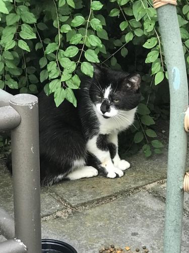 Found/Stray Male Cat last seen Southern Blvd/Deer Hill Ave, Danbury, CT 06810