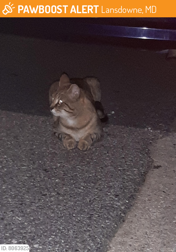 Found/Stray Male Cat last seen Friendship Gardens, Annapolis Road , Lansdowne, MD 21230