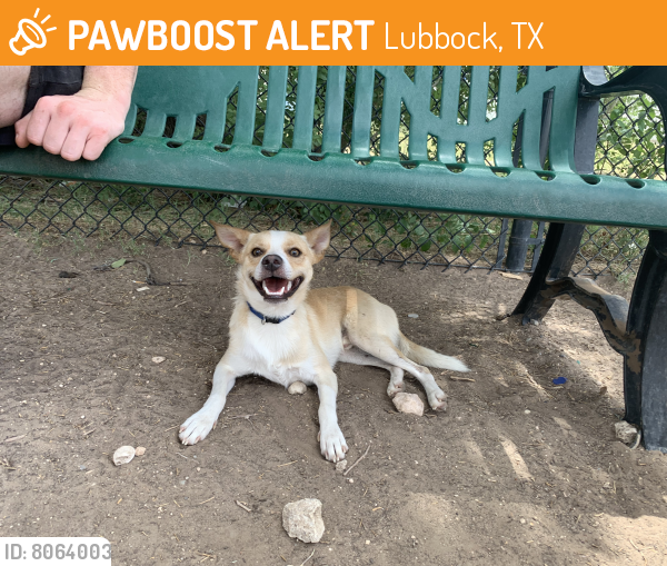 Found/Stray Male Dog in Lubbock, TX 79412 (ID 8064003) PawBoost