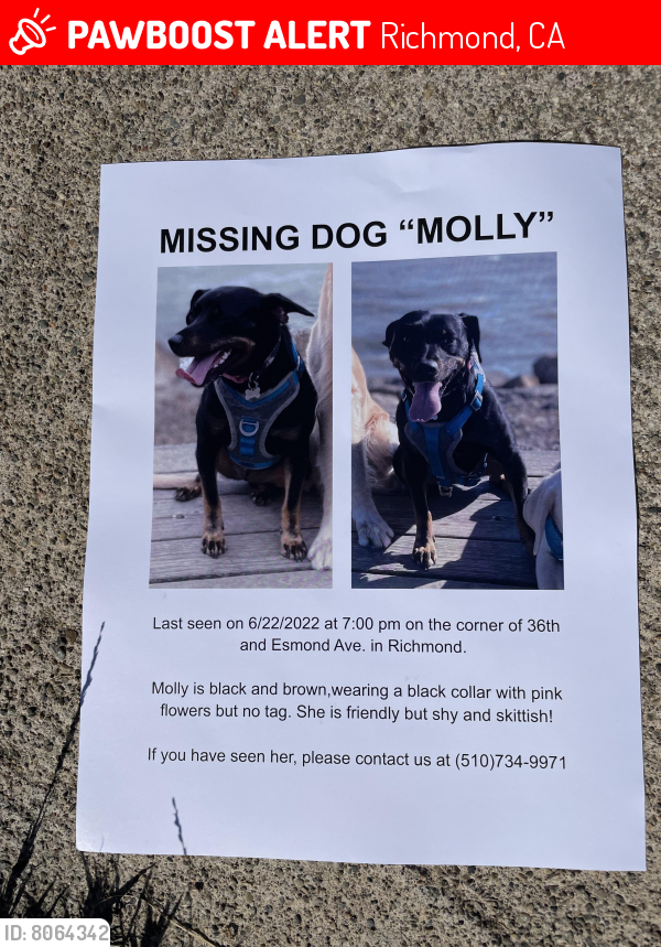 Lost Female Dog last seen 36th street and esmond avenue , Richmond, CA 94805