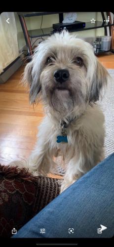 Lost Male Dog last seen Jefferson Avenue Charles Town WV , Charles Town, WV 25414