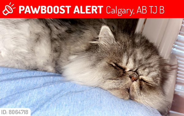Lost Male Cat last seen Falconridge , Calgary, AB T3J 2B9