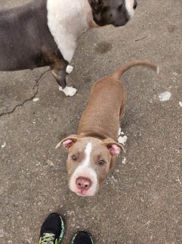 Lost Female Dog last seen Warwick street , New Haven, CT 06513