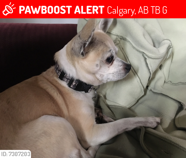 Lost Male Dog last seen Near 42st se, Calgary, AB T2B 1G1