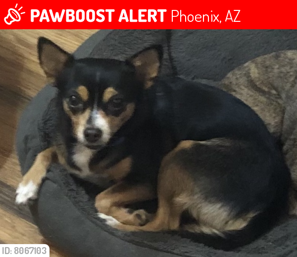 Lost Female Dog last seen N 39th Ave & W Missouri, Phoenix, AZ 85019