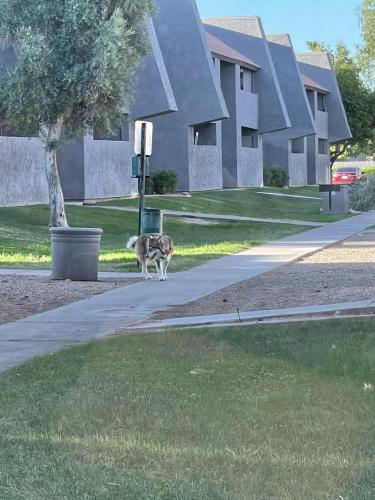 Found/Stray Unknown Dog last seen 7th st bell rd, Phoenix, AZ 85022