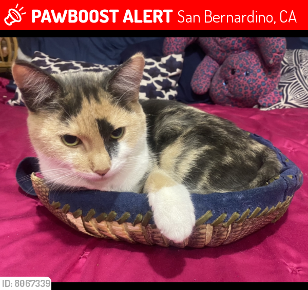 Lost Female Cat last seen Glen Helen Rd. & Devore Campground , San Bernardino, CA 92407