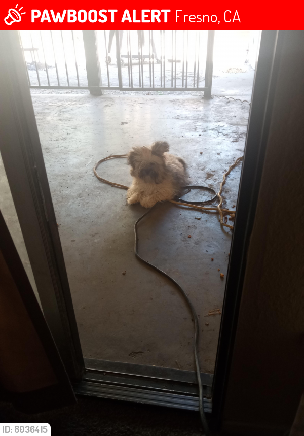 Lost Female Dog last seen van ness barstow and marks, Fresno, CA 93721