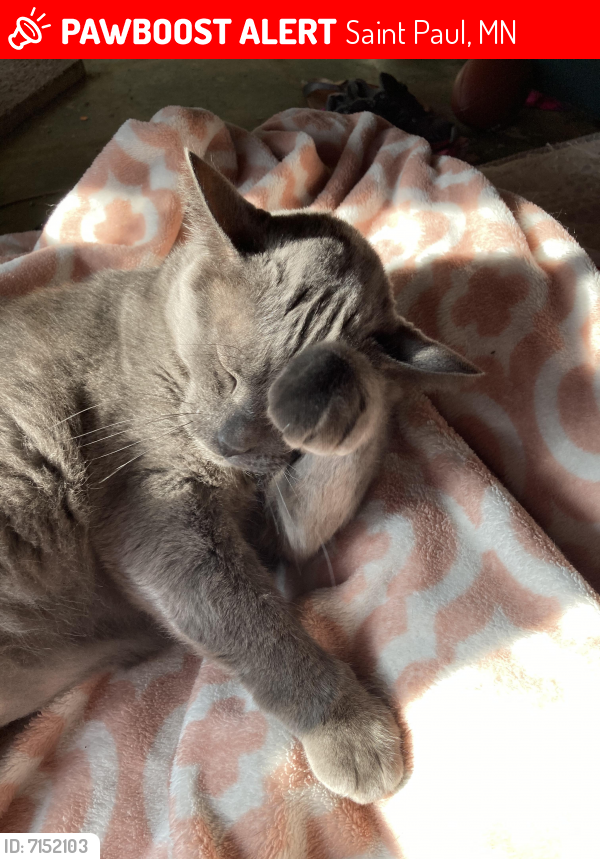 Lost Male Cat last seen Dieter and Frost, Saint Paul, MN 55109
