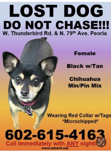 Lost Female Dog last seen Near , Peoria, AZ 85381