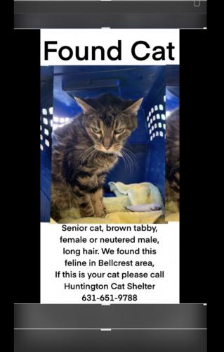 Found/Stray Unknown Cat last seen Spruce/melrose, East Northport, NY 11731