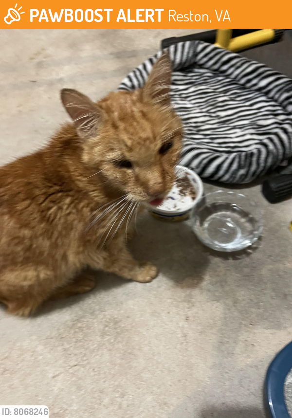 Deceased Male Cat last seen Behind Sunderbrier  Development on path to Lake Anne , Reston, VA 20190