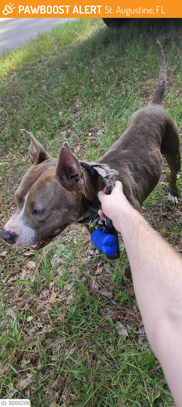 St. Augustine, FL Stray Female Dog Found Near Near Colee Cove Rd