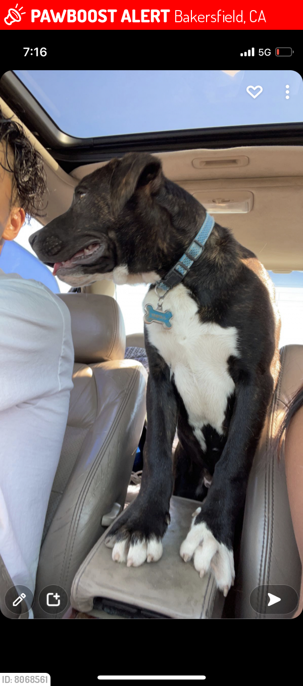 Lost Male Dog in Bakersfield, CA 93307 Named Fatboy (ID 8068561