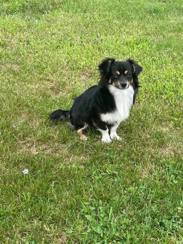 Lost Male Dog last seen Jersey Street, Waterbury, CT 06706
