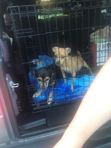 Found/Stray Unknown Dog last seen Near corporate drive ft lauderdale , Stafford, VA 22554