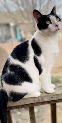 Lost Male Cat last seen Letson Farms Drive, Bessemer, AL 35022