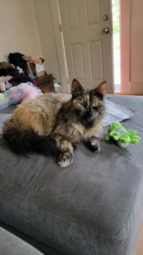 Lost Female Cat last seen 42nd and S Asotin St, Tacoma, WA 98418