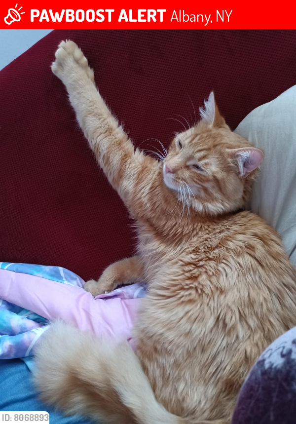 Lost Male Cat last seen Manning and ontario, Albany, NY 12206
