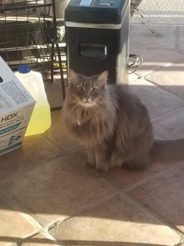 Lost Female Cat last seen 59th and Cactus , Glendale, AZ 85304