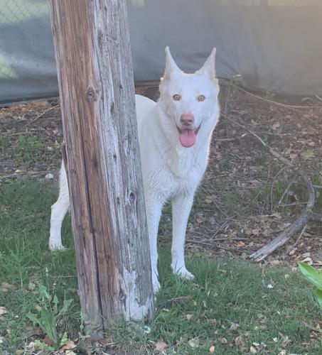Found/Stray Unknown Dog last seen Valencia Ave/Parkdale Dr - Arrowhead Country Club area, San Bernardino, CA 92404